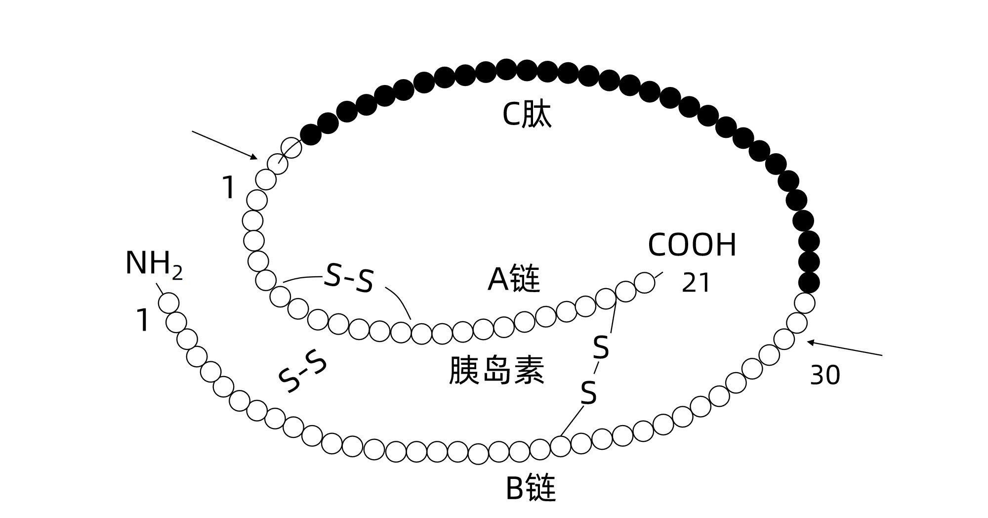 C肽.jpg